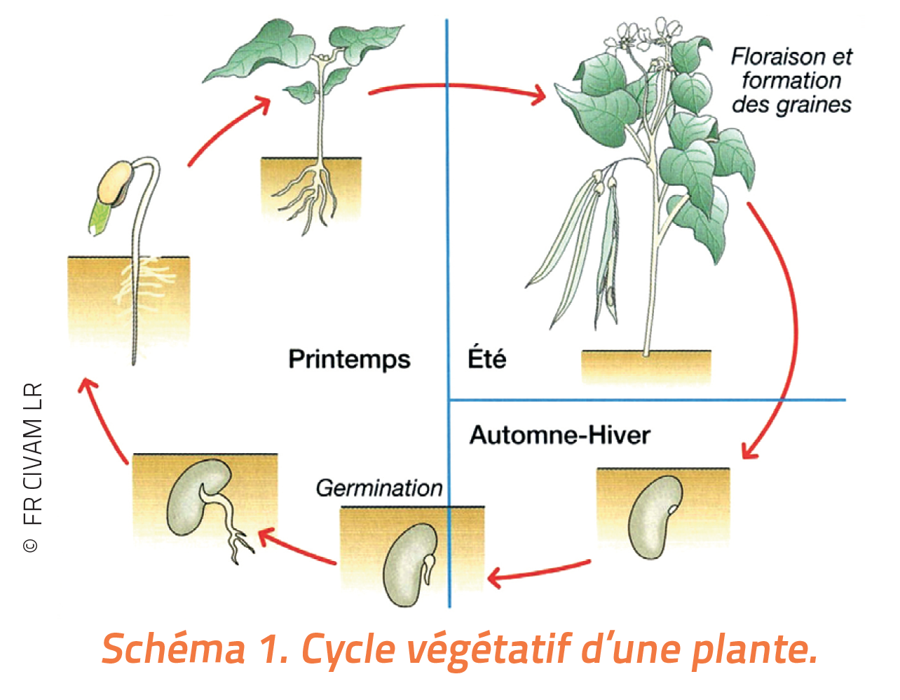 schéma illustré du cycle végétatif d'une plante