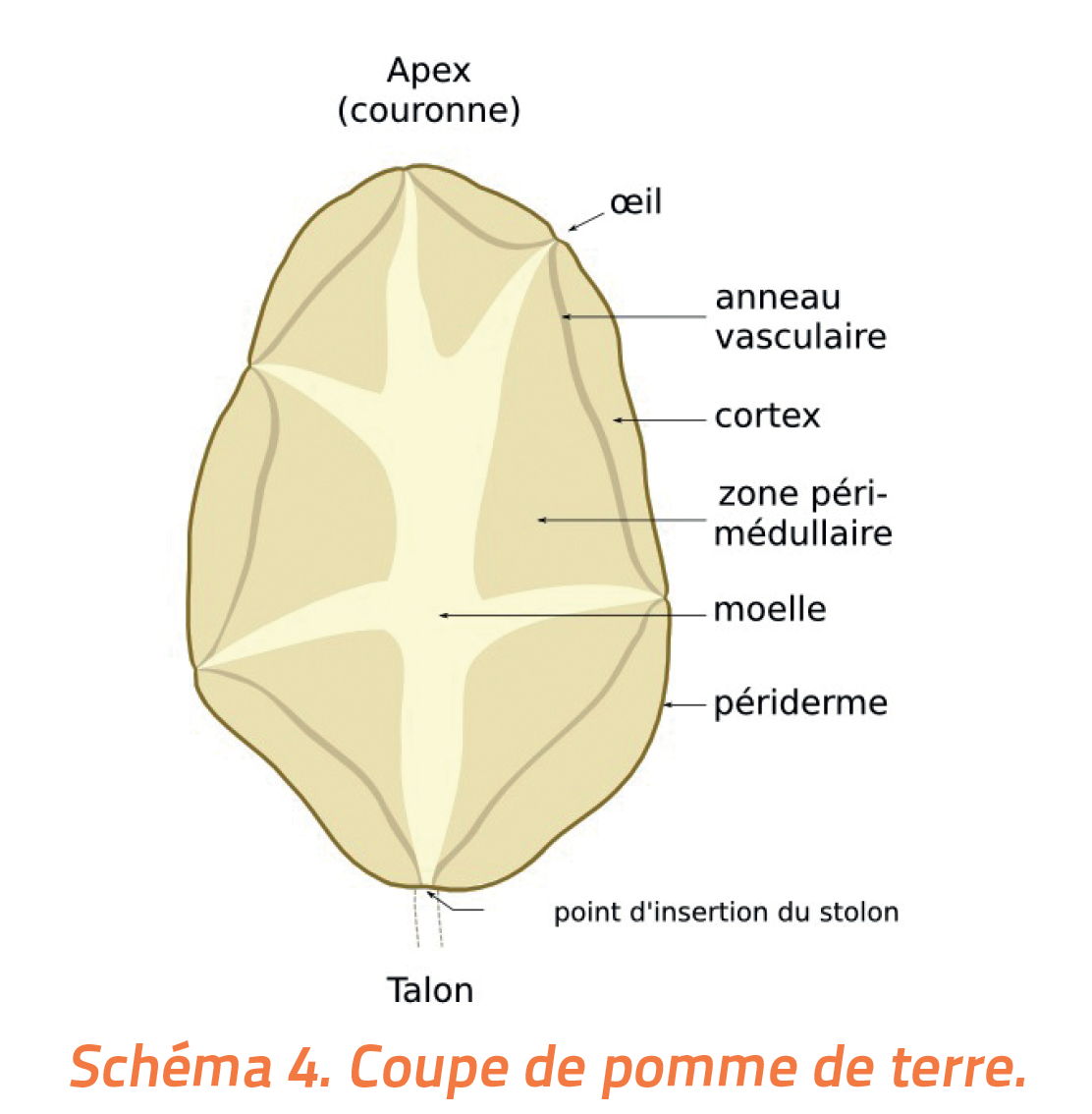 Schéma représentant une coupe de pomme de terre