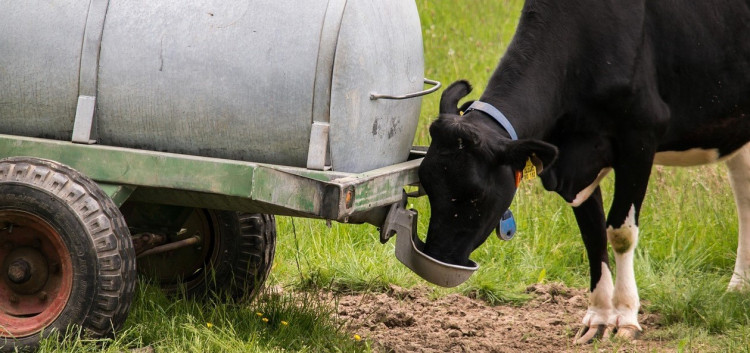 vache qui boit dans un pré