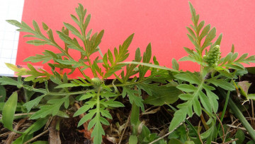 plantules d'ambroisie avec fond rouge