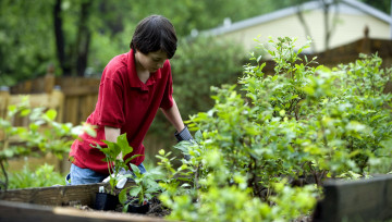 garçon qui fait des plantations sur un carré potager en bois