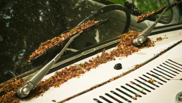 pollens sur le pare-brise d'une voiture garée