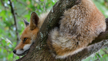 Renard roux dans un arbre du Lot