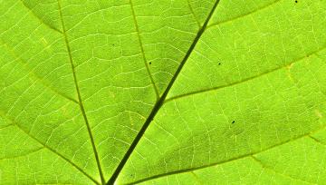 feuille d'arbre