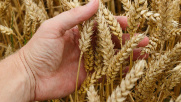 L'agriculture, l'alimentation et moi