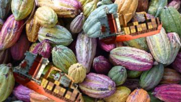 parcours cacao