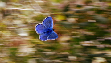 Photo d'un papillon bleu se déplaçant, avec le fond flou