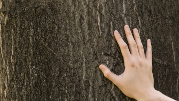 Main sur un tronc d'arbre