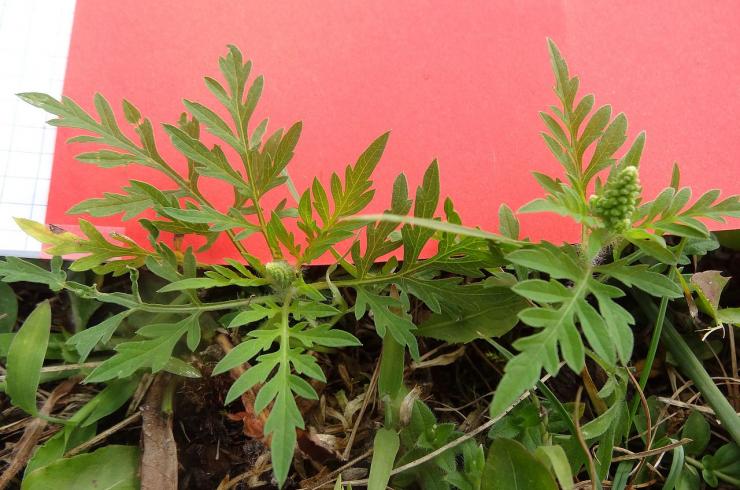 plantules d'ambroisie avec fond rouge