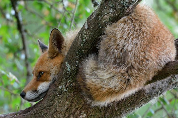 Renard roux dans un arbre du Lot