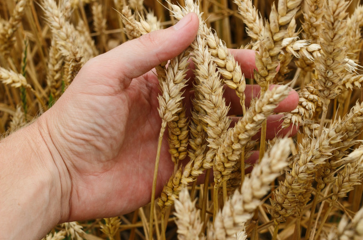 L'agriculture, l'alimentation et moi