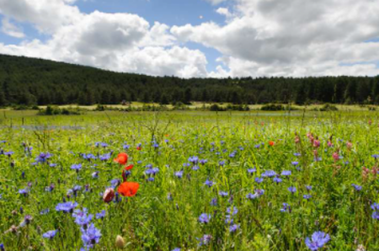 La biodiversité : favoriser sa prise en compte de manière transversale