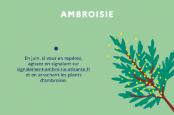 Ambroisie : Attention aux allergies !