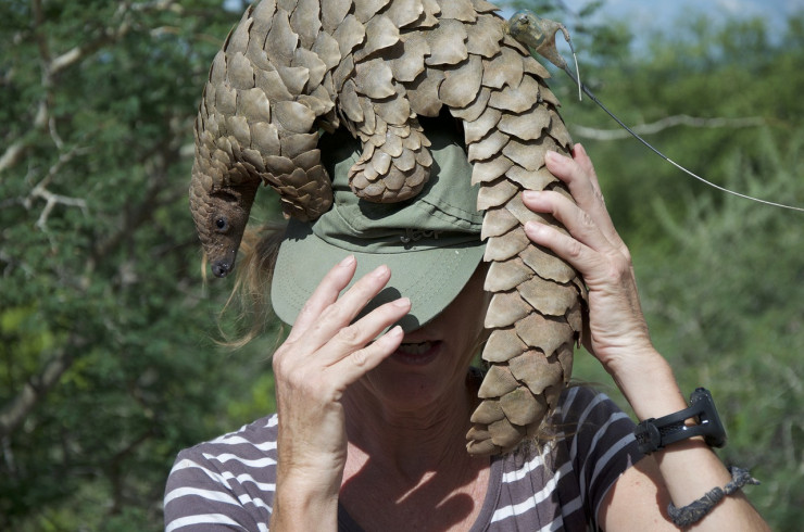 pangolin et femme