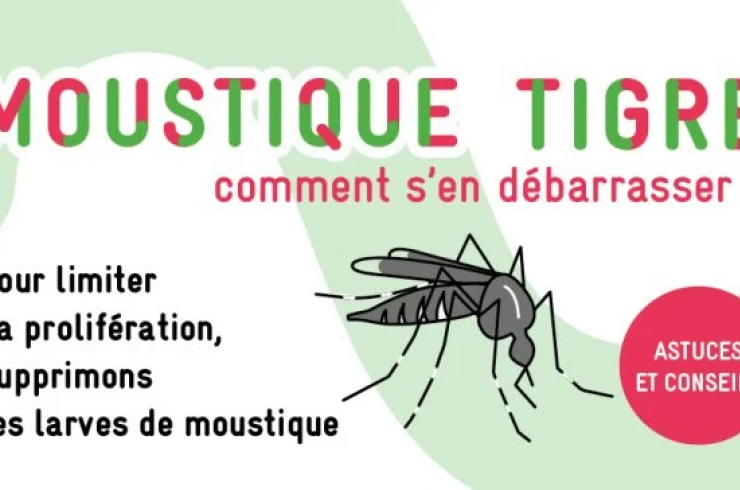 Moustique tigre : Comment s'en débarrasser ?