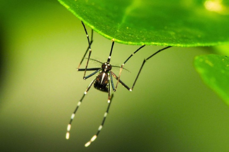 Arbovirus : faire face à la menace en métropole