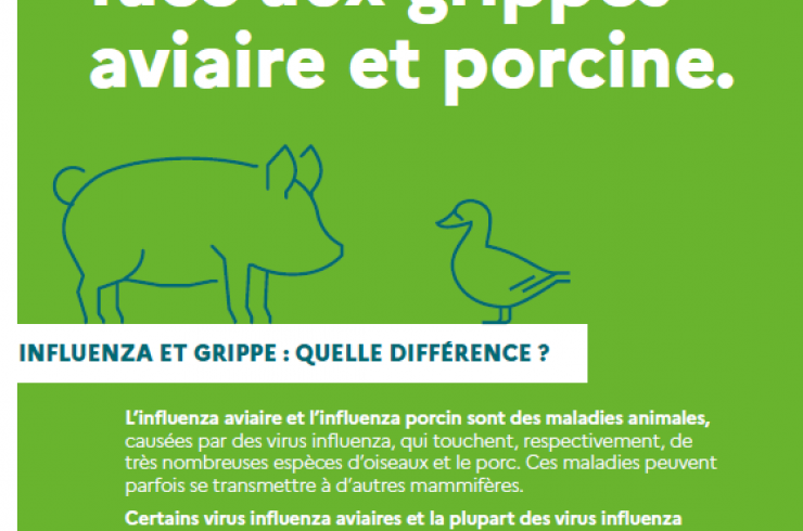 Les bons réflexes face aux grippes aviaire et porcine