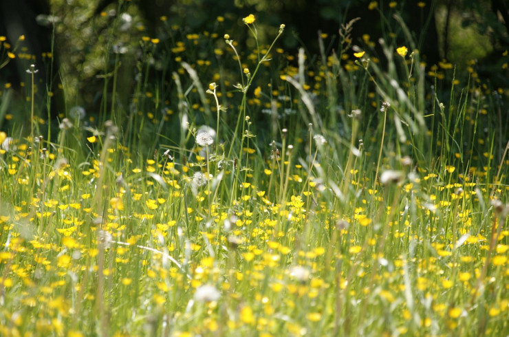 pollen