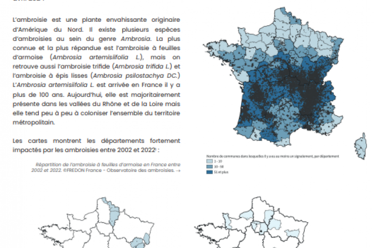 L'ambroisie : Un enjeu de santé publique pour les collectivités