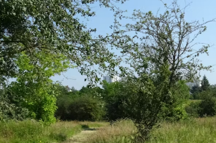 Ensauvager les villes pour réconcilier nature et société