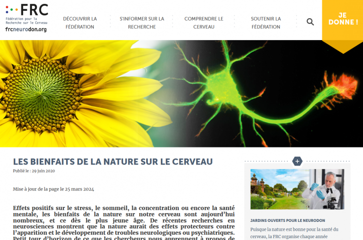 Illustration bienfaits nature sur cerveau