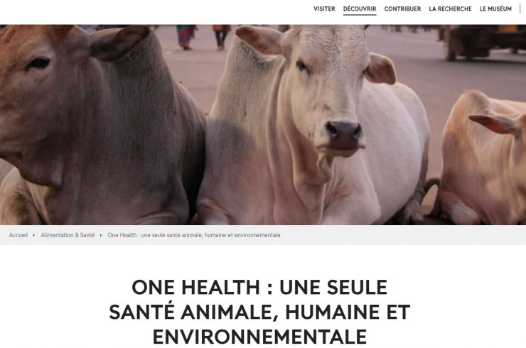 Illustration article One Health